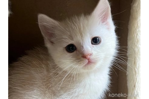 成約済の茨城県のスコティッシュフォールド-72351